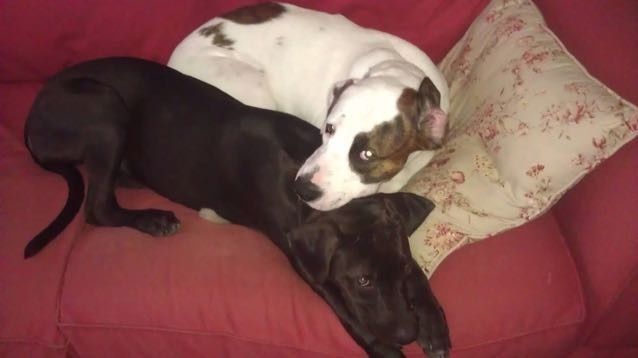 NWR - Pet pictures