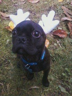 Christmas time with the furbabies!