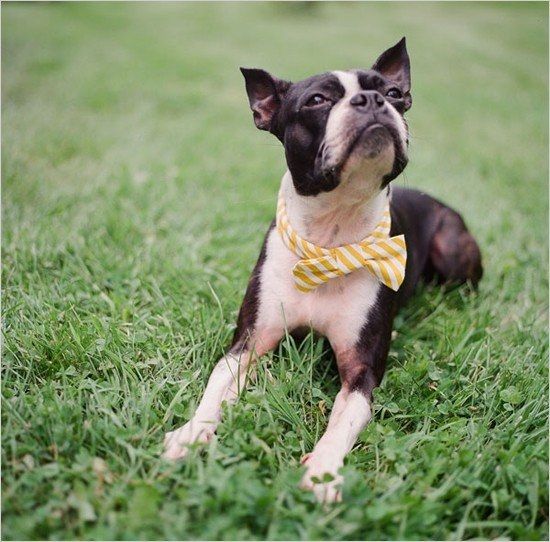 Dogs in Ceremony