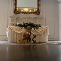 How to include our cats in the wedding day, without having them there? - 1