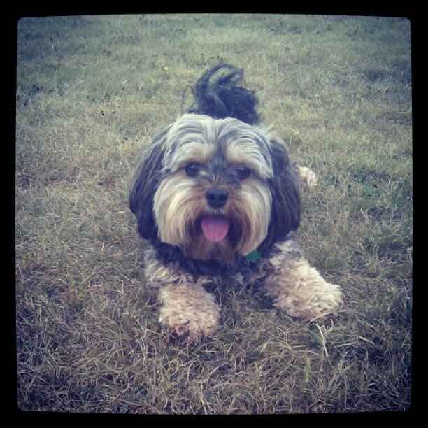 Spin off for animal lovers, happy thread