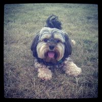 Spin off for animal lovers, happy thread