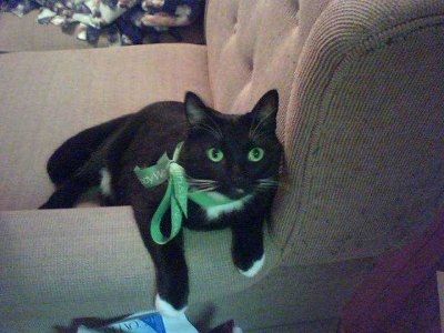Let's see your pets!