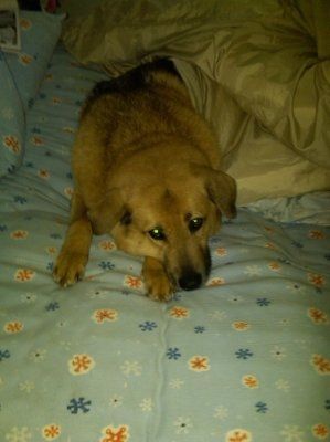 Post your pets!