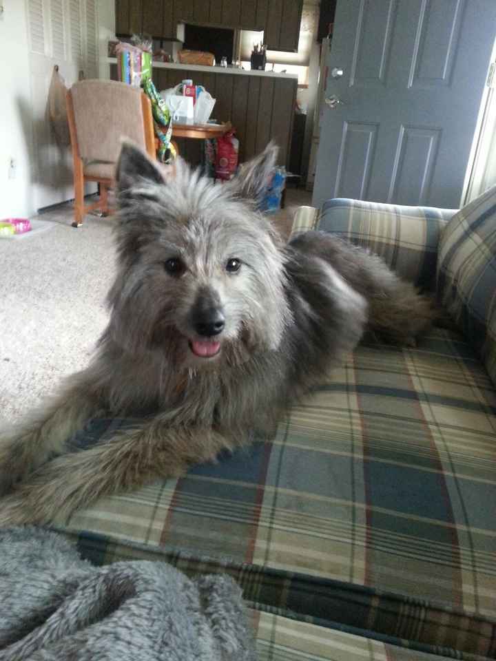 NWR: Fur baby thread!