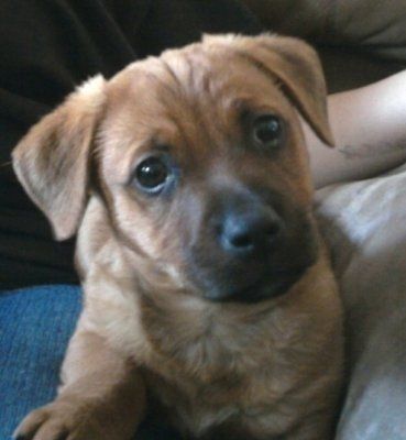 Still posting those puppy pics...