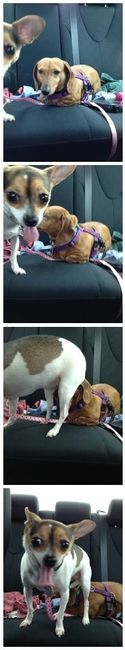 Need cheering up. Show me your puppies!