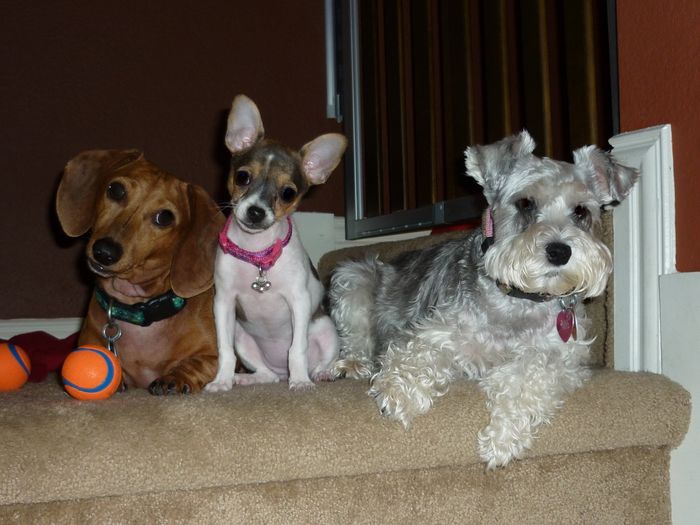 Need cheering up. Show me your puppies!