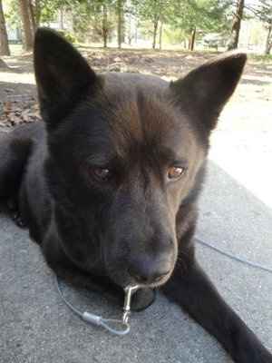 SBR: Meet my Fur-babies, lets see yours too