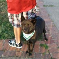 SBR: Meet my Fur-babies, lets see yours too