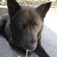 SBR: Meet my Fur-babies, lets see yours too