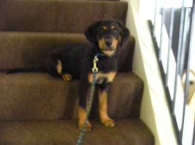 NWR: Lets see our pets!!