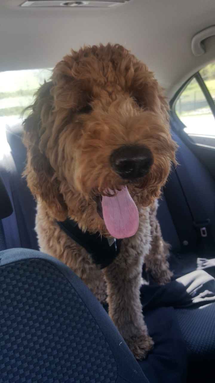 We got a fur child! PICS