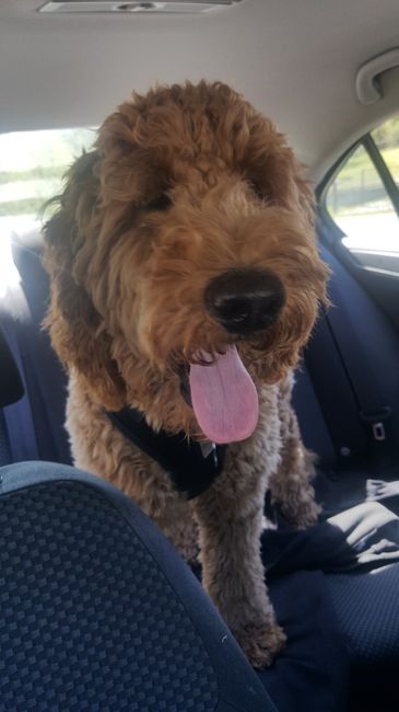 We got a fur child! PICS