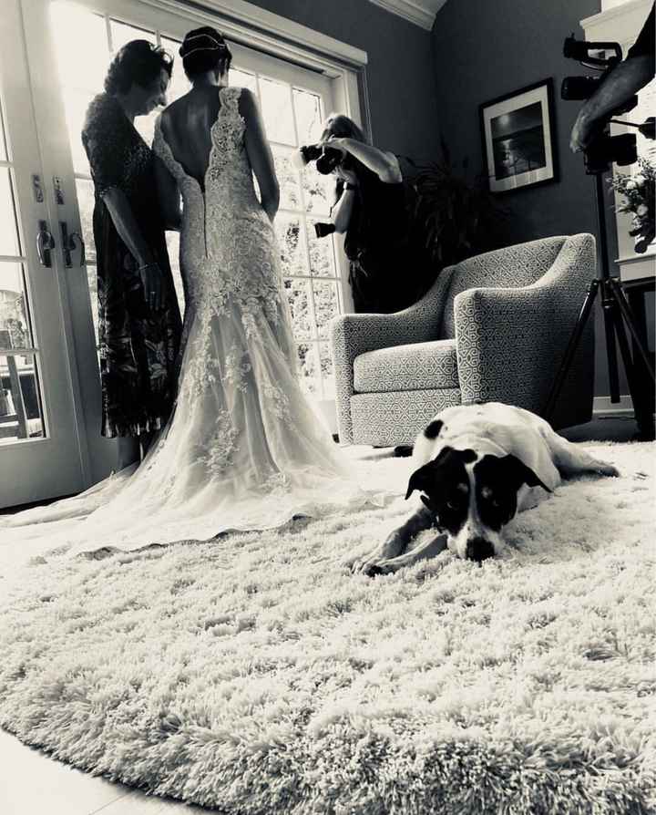 Fur Babies and Weddings! - 3
