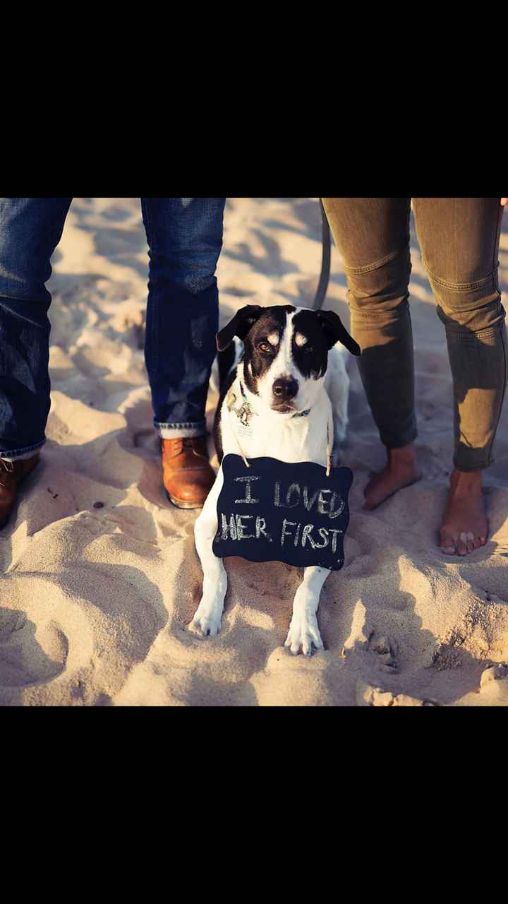 Advice for e-pics with a dog - 1