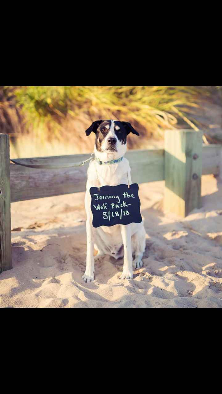 Advice for e-pics with a dog - 3