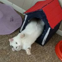 Show off your fur babies!