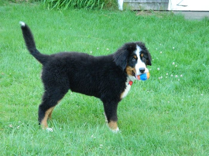 NWR: Fur Babies!
