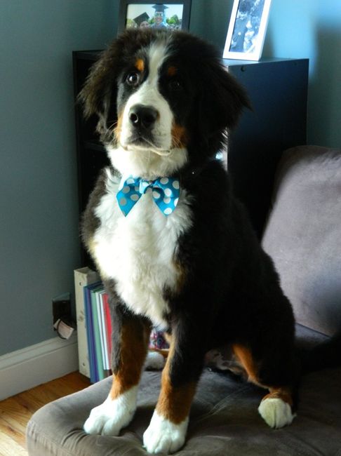 Bridal accessories for your canine bridal party members?