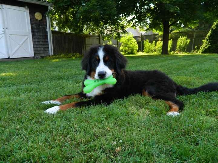 Opinions on kennels? Where will you furry family be staying?