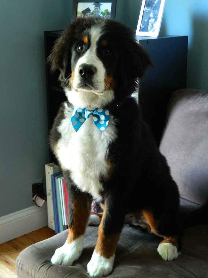 Bridal accessories for your canine bridal party members?