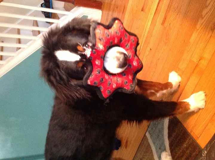 Dog down the aisle. what are your thoughts? UPDATE!!