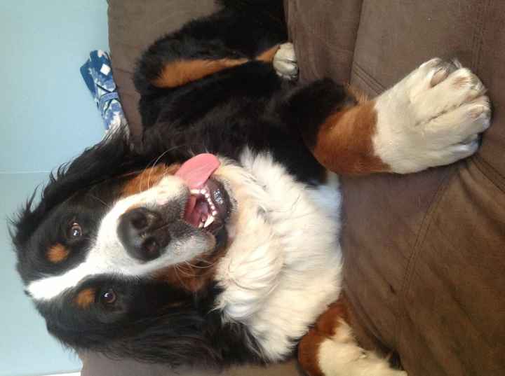 Just for fun, lets see your crazy pet child....