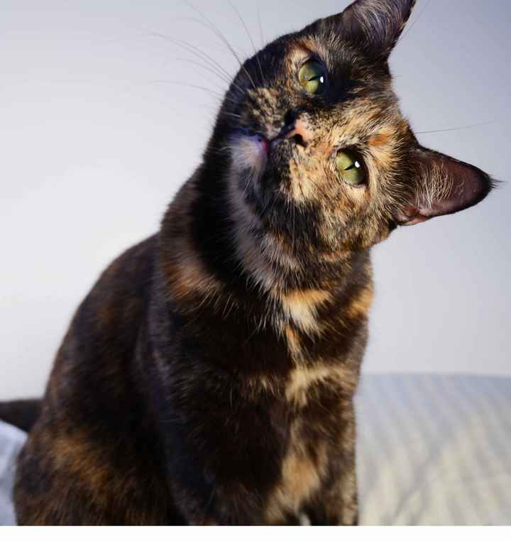 Pet names... Proper animal ones this time.,