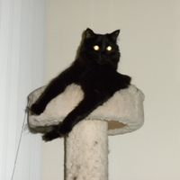 Spin off for animal lovers, happy thread