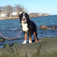 Spin off for animal lovers, happy thread