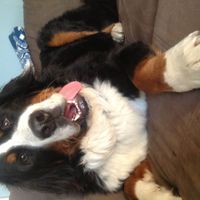 Just for fun, lets see your crazy pet child....