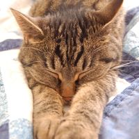 Pet names... Proper animal ones this time.,