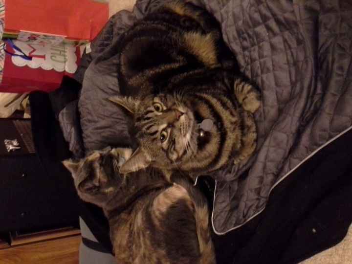NWR: Furry Friday? Yeah, just made that up as an excuse to post my kitty...