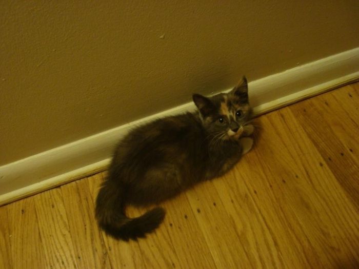 NWR: longest week ever. Need kitten pictures