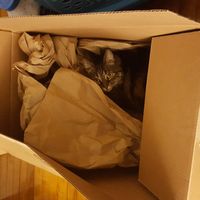 NWR my cat is enjoying my mom's online shopping this year