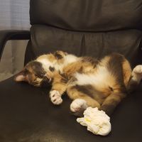 NWR: Nervous Nelly, NCLEX