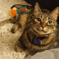 NWR: Nervous Nelly, NCLEX