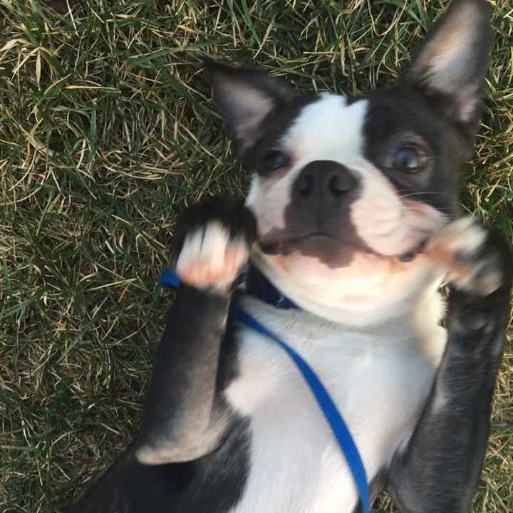 NWR: Silly pictures of your pets