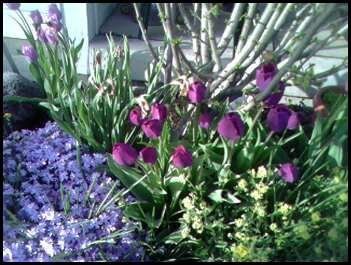 SWR: Pretty Blooms