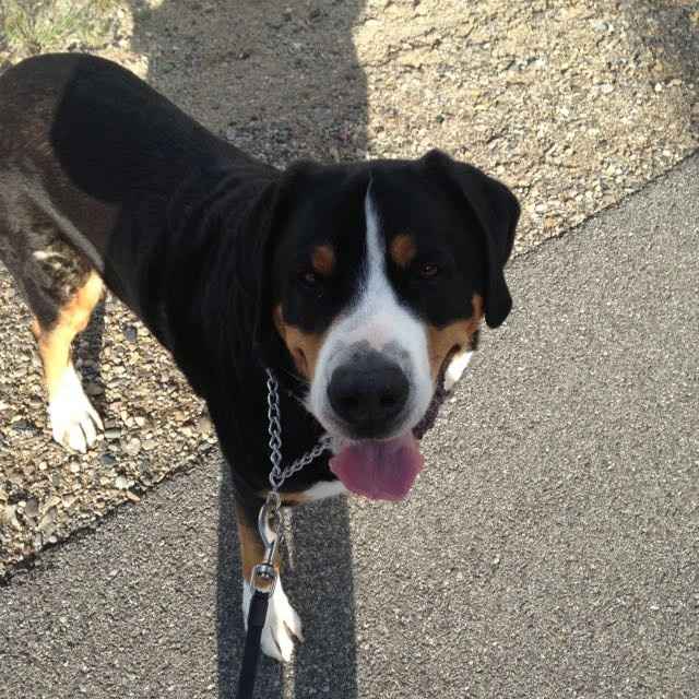 NWR: National Dog Day!