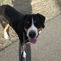 NWR: National Dog Day!