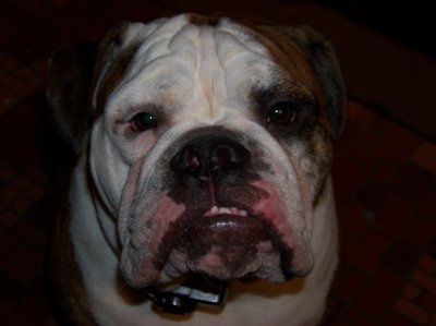 NWR: Dog Related