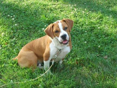 NWR: Dog Related