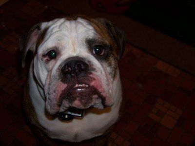 NWR: What kind of dog do you have?