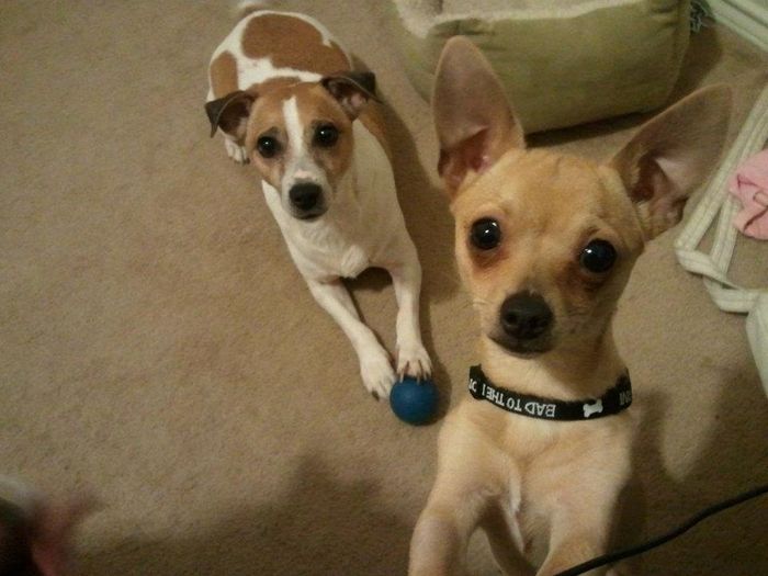 NWR- FH and your pets