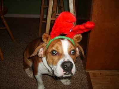 NWR: What kind of dog do you have?