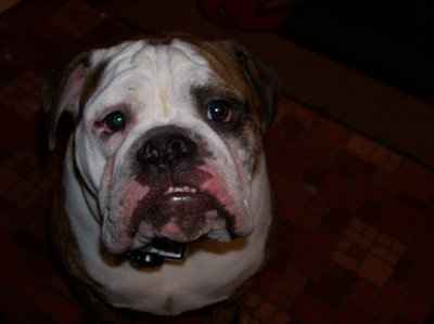 NWR: What kind of dog do you have?