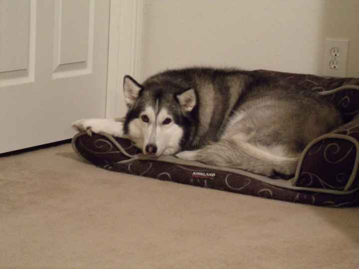 NWR- FH and your pets