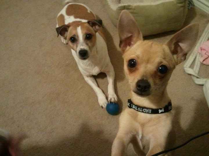 NWR- FH and your pets